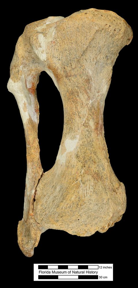 fossil specimen of a very thick and short leg bone with a narrow parallel bone joined with heavy rounded heads on the ends