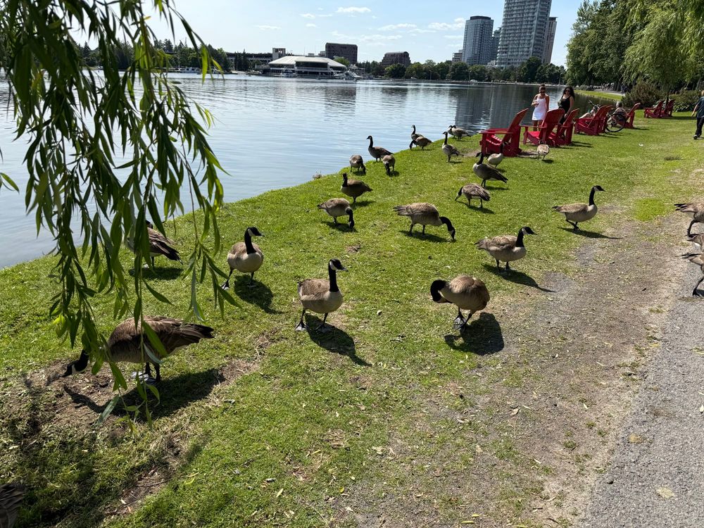 A flock of Canada Geese
