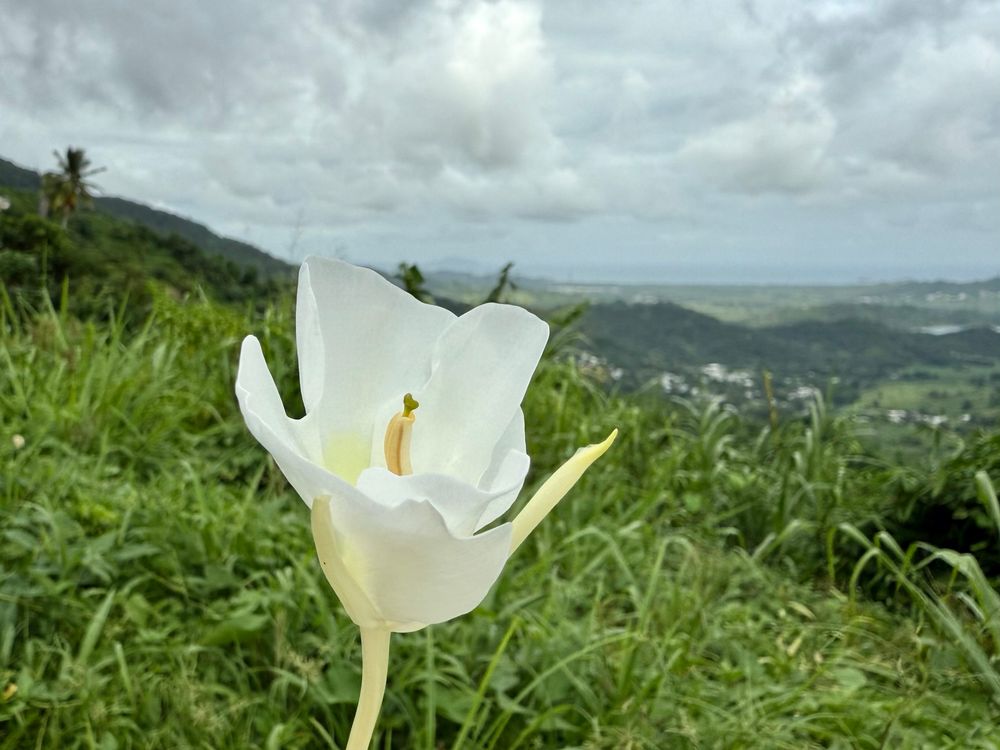 A delicate white lily in the foreground, sharply in focus, with a sweeping view of El Yunque’s green mountains and the distant Puerto Rican coast under cloudy skies in the background.