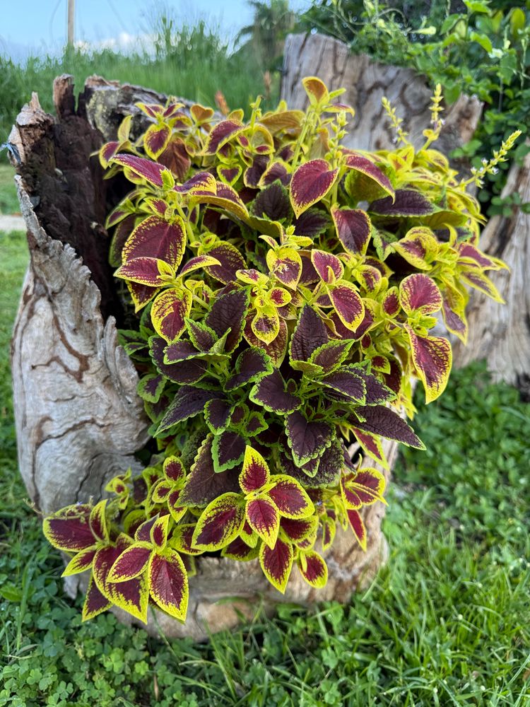 Una planta de cóleus bien frondosa, con hojas rojas y verdes, creciendo dentro del hueco natural de un tronco rústico. Esta foto fue tomada en J&J’s Café Food Truck en Naguabo, Puerto Rico, y resalta las prácticas creativas y sostenibles de jardinería que se ven por esta zona, todo con un fondo tropical bien verde típico del Caribe.

A lush coleus plant with red and green foliage growing inside the naturally hollowed cavity of a rustic tree stump. Taken at J&J’s Café Food Truck in Naguabo, Puerto Rico, the photo highlights the region’s creative and sustainable gardening practices against a verdant Caribbean backdrop.

