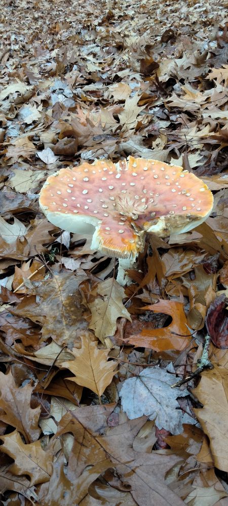 A bright orange mushroom speckled with cream spots is  half buried in fall leaves on the ground. 