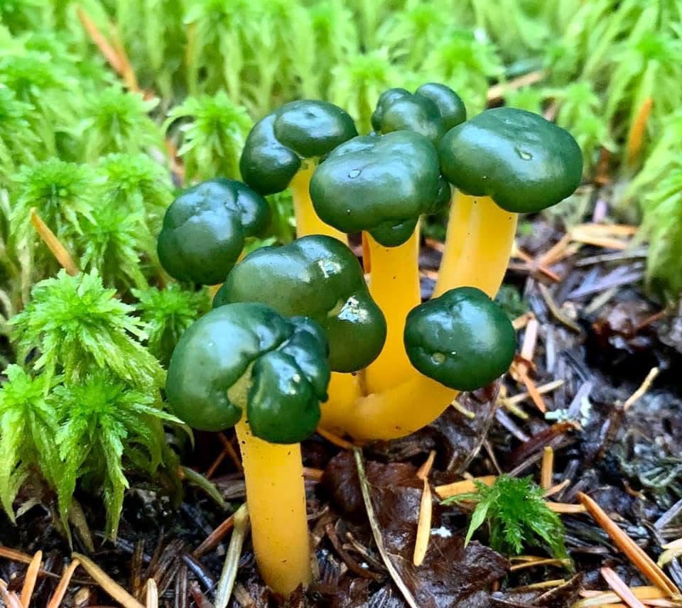 Photo of a fungus with a green cap and bright yellow stem. 