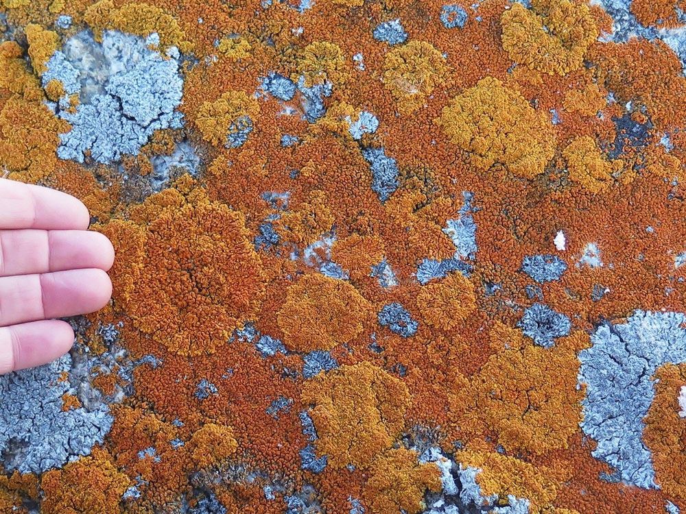 A section of flat rock is 100% covered in orange and grey lichens. Looks a bit like dozens of paint splotches. 