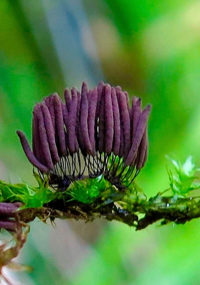 Picture of a brown slime mold on a sprig of green moss. The slime mold look like about two dozen brown wieners on thin stalks. The slime mold is about 2cm wide by 1cm high. 