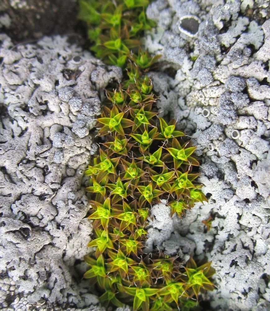 Green star-shaped moss grows among light grey lichen. 