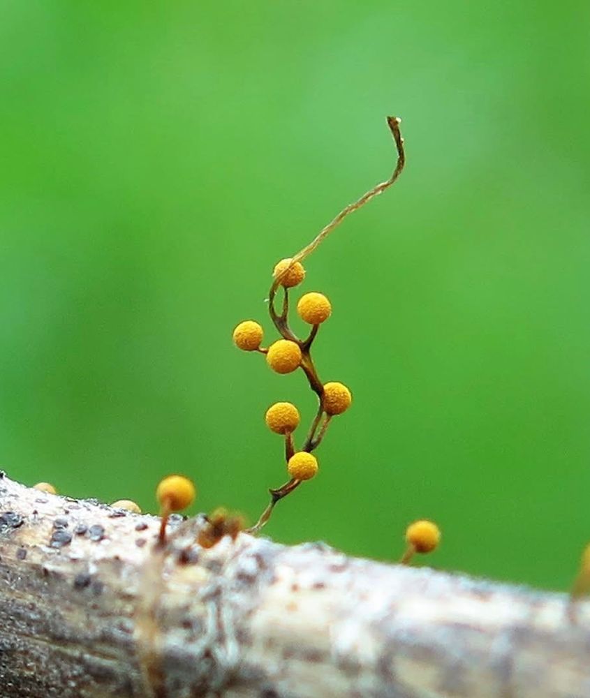 Photo of bright yellow slime mold sporangia held together by a string of plasmodium. The sporangia look like tiny, round balls or ornaments. The photo background is green. The smile mold is attached to a twig. 