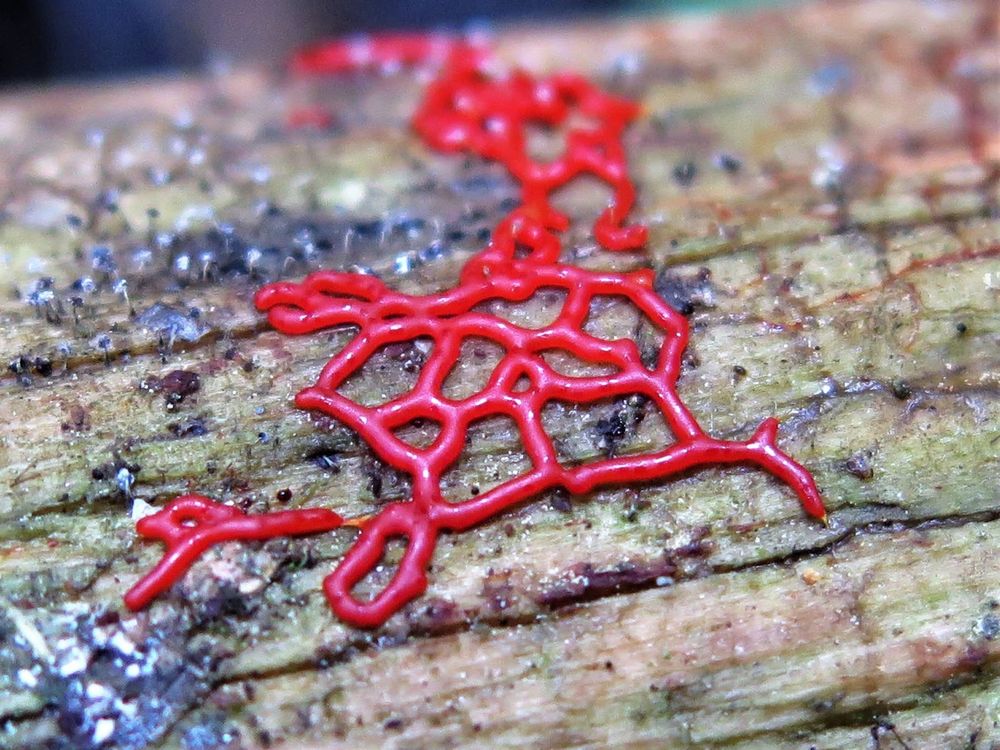 Photo of bright red slime mold in the shape of a pretzel. It is on a dead tree trunk that’s laying on the forest floor. 