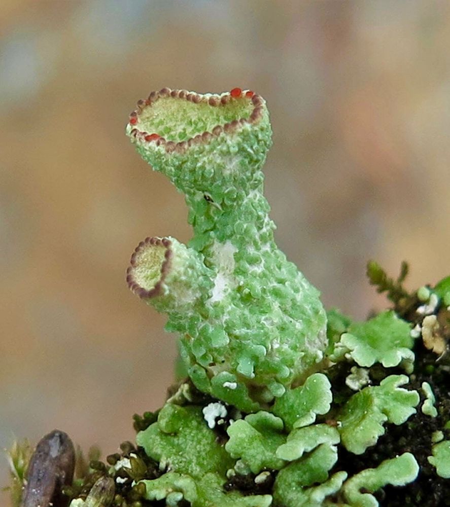 A close up photo of a green lichen that looks a bit like a kettle with brown dots around the edges. 