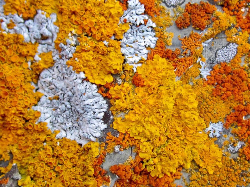 A flat, seaside rock is completely covered in colourful (orange, yellow, grey) lichens growing flat to the rock. 