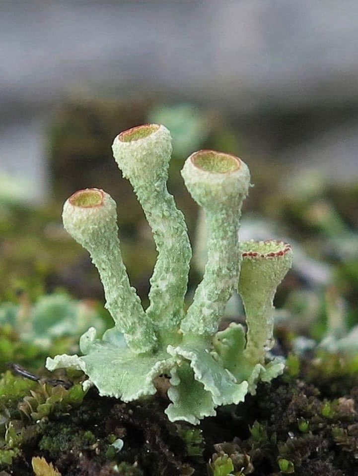 Picture of a greenish-white lichen. They look like 4 long-stemmed cups growing from a common base. 