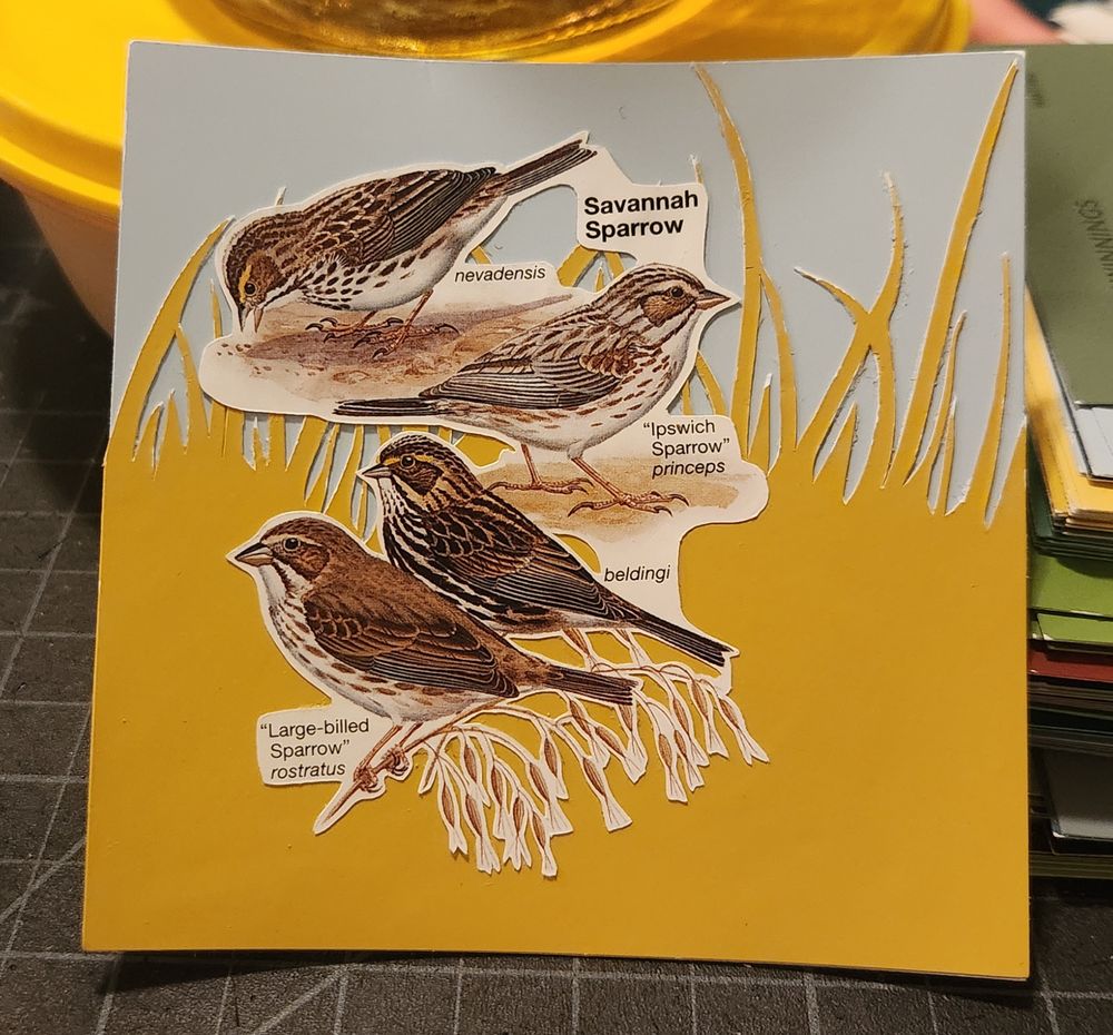 Savannah Sparrows over golden grass and light blue background.