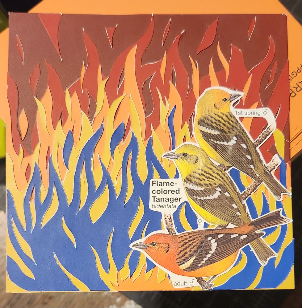 Flame colored Tangers with dark red, red, orange, yellow, and blue fire in the background