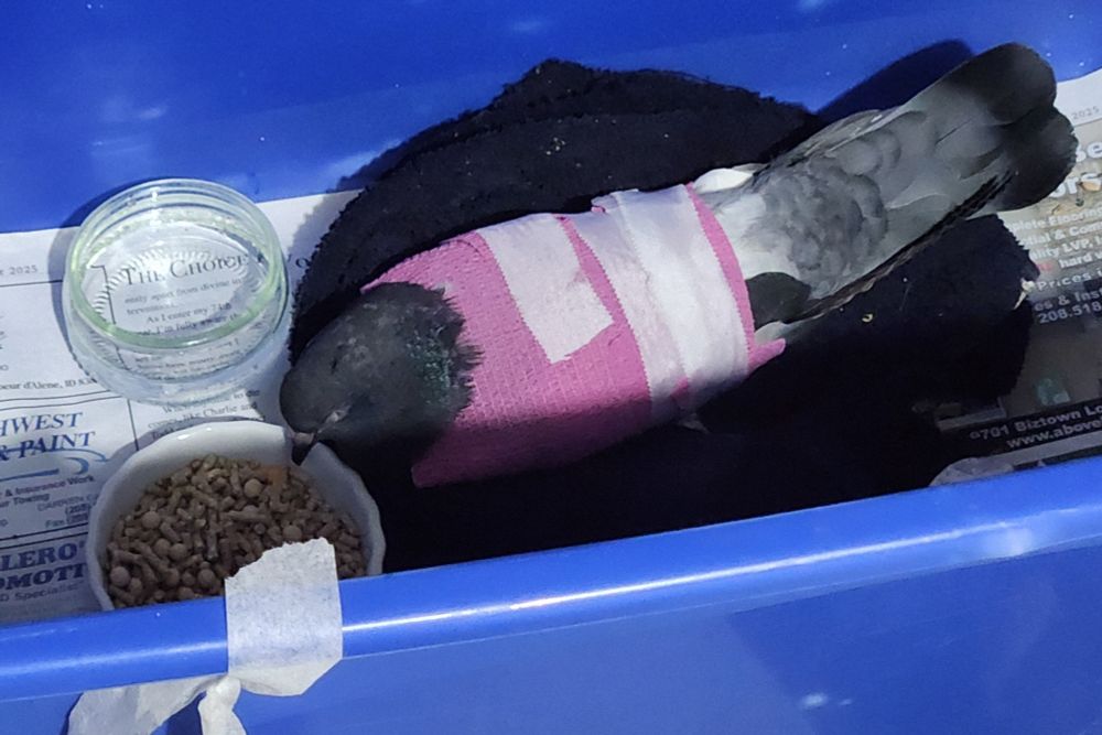 Injured pigeon, tired after getting wrapped in a leg splint and pink vet wrap, settled in a towel nest, food and water in front of them