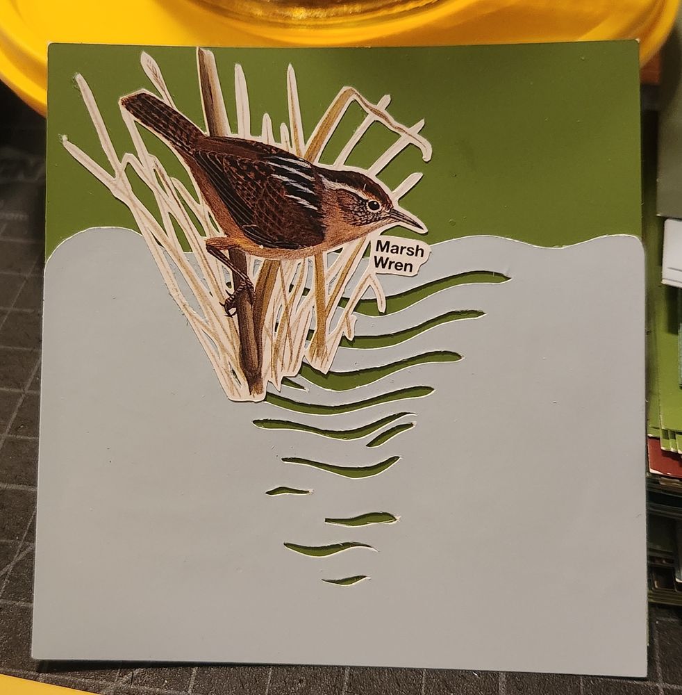 Marsh Wren over rippling light blue water and a mossy green background