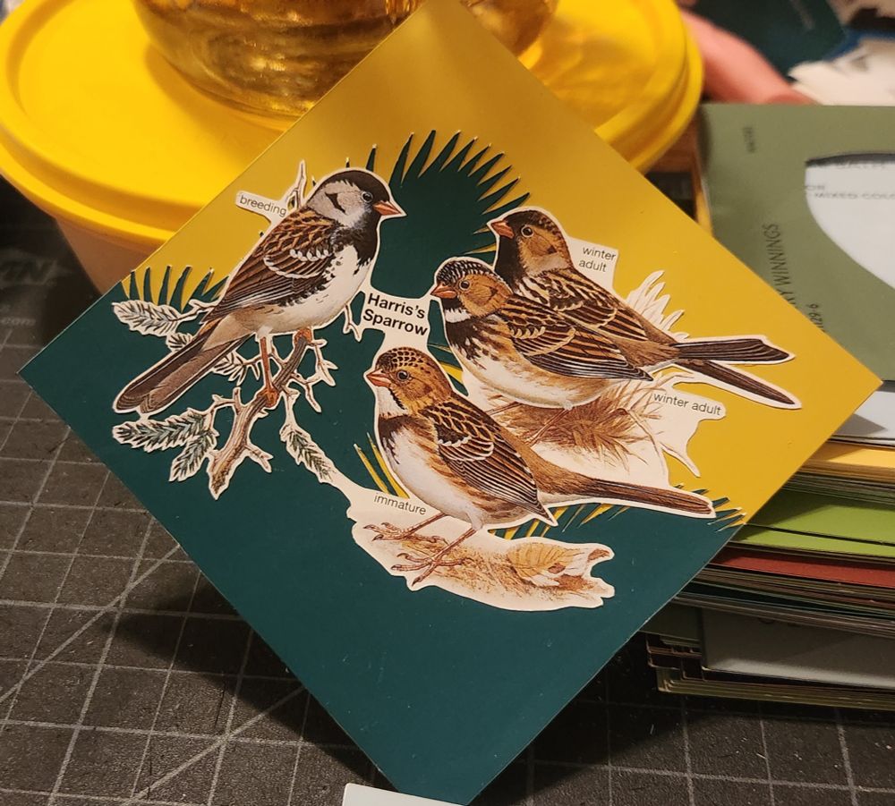 Hartis Sparrow collaged over simplistic pine needle shapes with a gold background