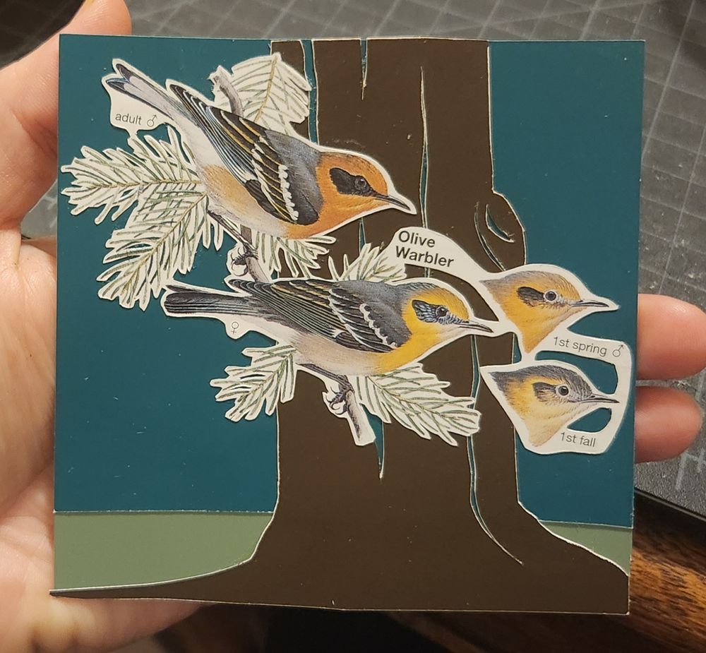 Olive Warblers over a dark brown tree and a two toned green background.