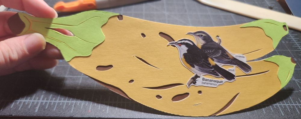 Bananaquit cut out from a bird ID book on paper cut out of bananas
