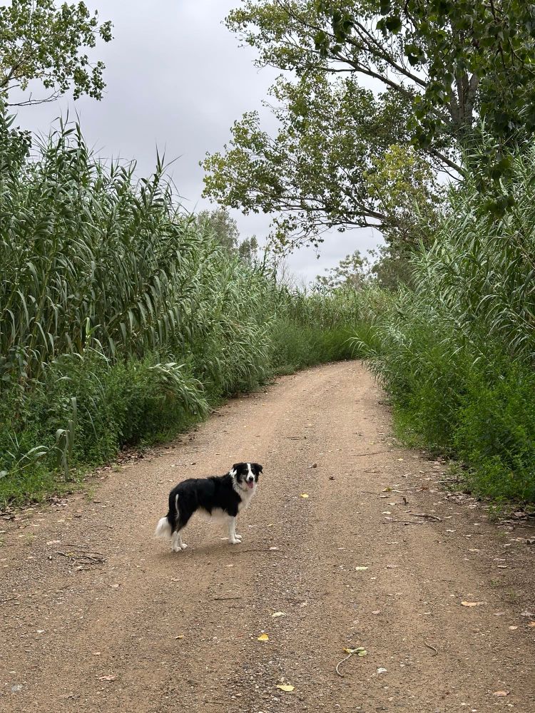 Camí de terra entre canyes i arbres, al mig hi ha un gos de la raça Border Collie.