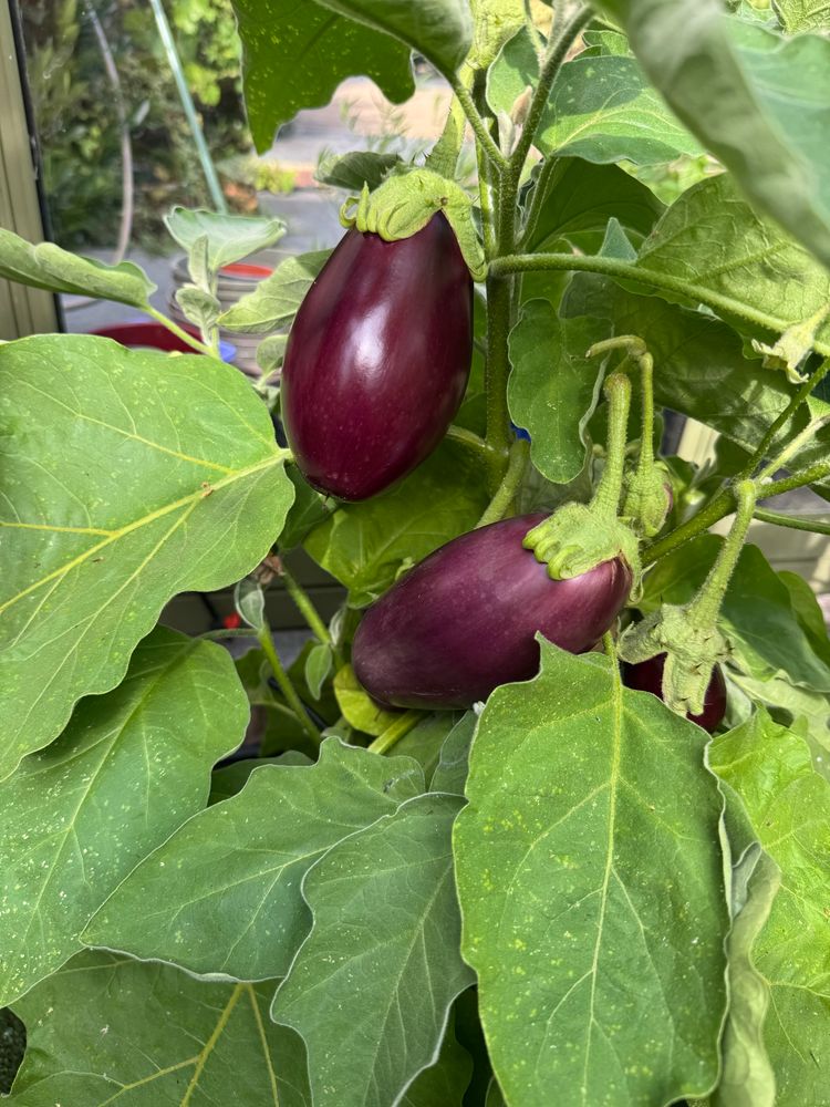 Aubergine plant in the U.K. 
