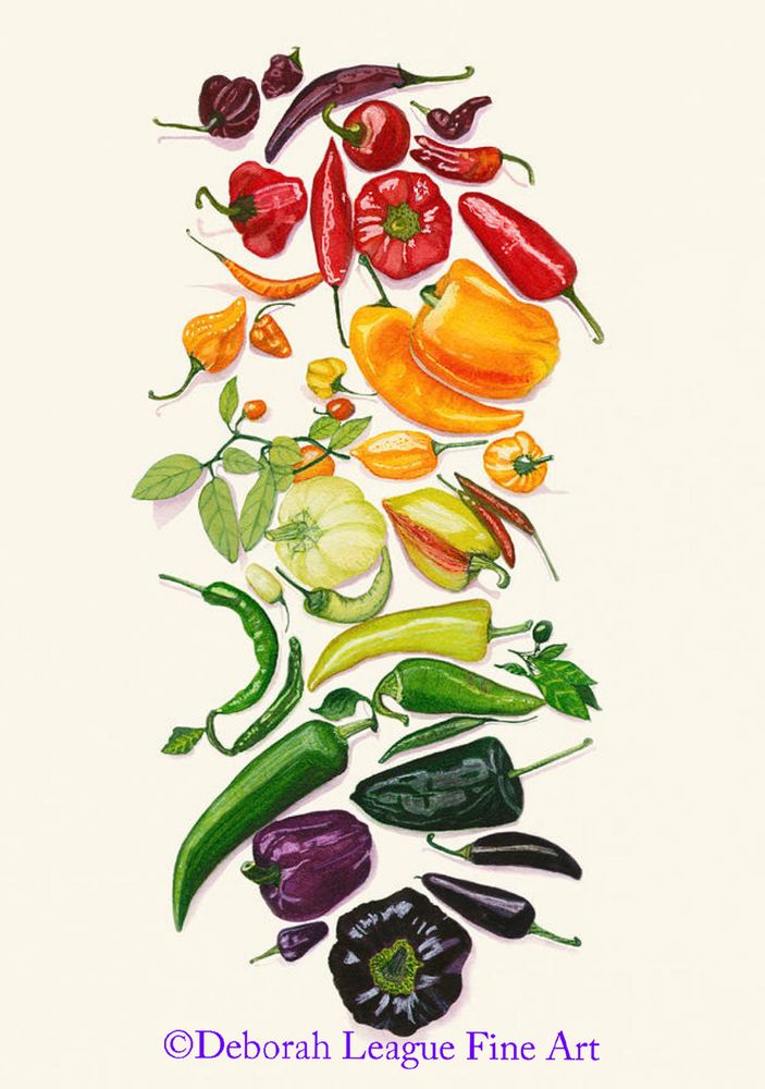 Colorful, realistic watercolor art print of many different peppers, artfully arranged to form a rainbow down the canvas. A feast for the eyes, you almost feel as though you can reach into the painting and pick up the peppers. Great for your kitchen wall or restaurant and available on items of home decor as well.
