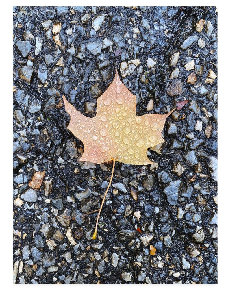 Fall Maple leaf covered in raindrops. Sparkling like diamonds, varying sizes of water drops cover the surface of a recently fallen Maple leaf. The wet blacktop road, with its many colored pebbles, provides a fitting backdrop to this leaf's last hurrah.
