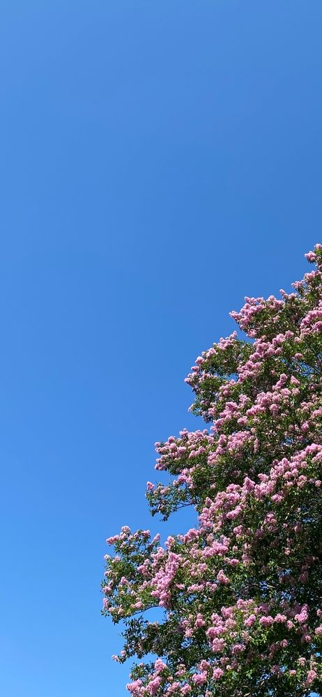 Pink crape myrtle with blue sky in the background.