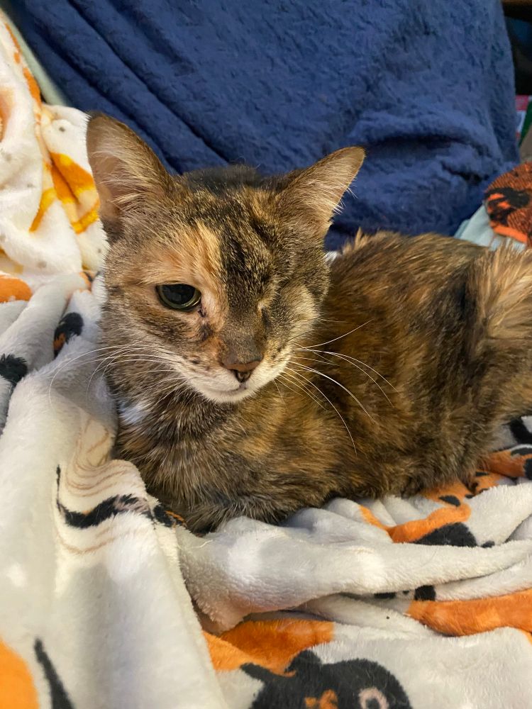 One-eyed tabby cat Muckins (nicknamed for Muskegon, MI)