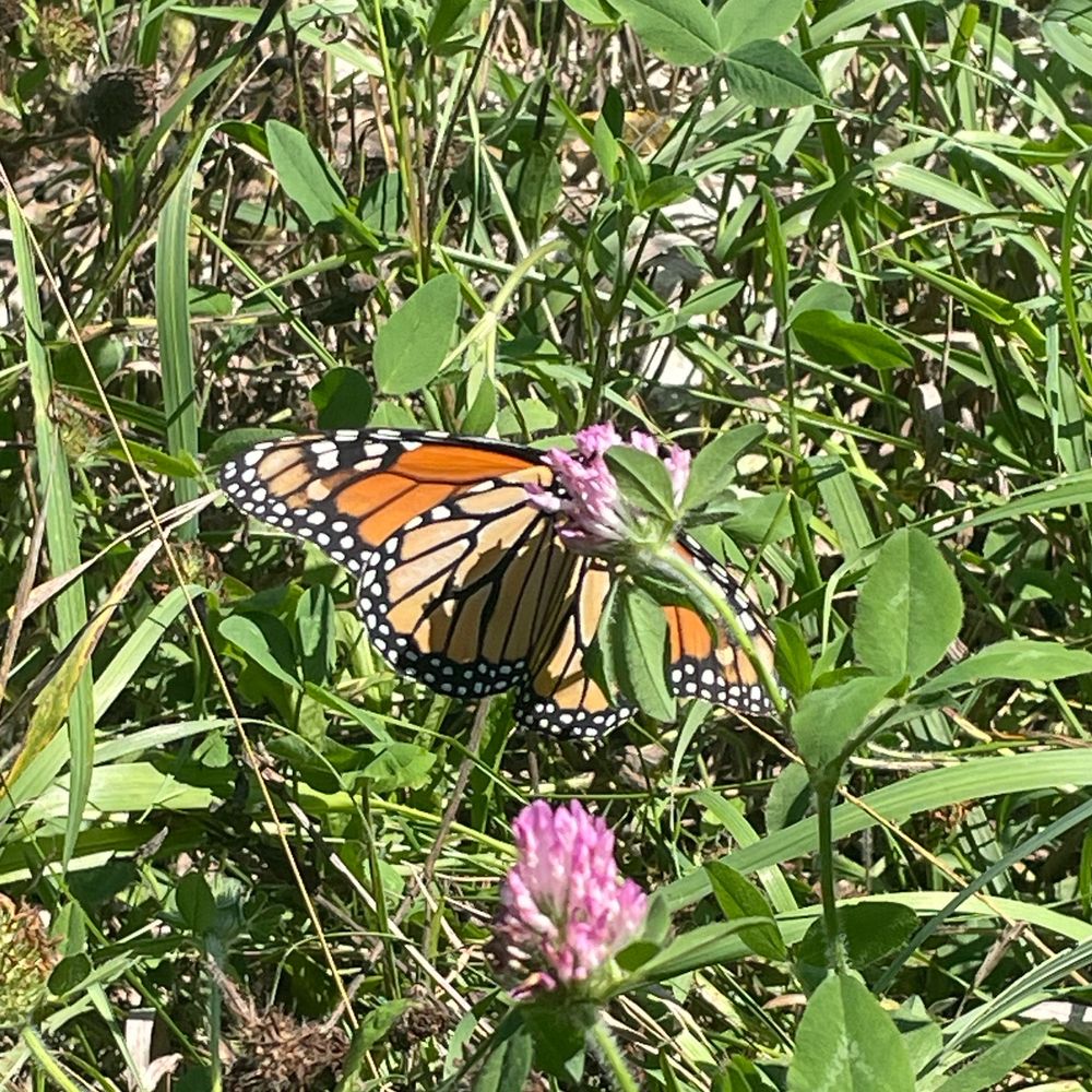 Monarch butterfly sitting on a flower, wings expanded.