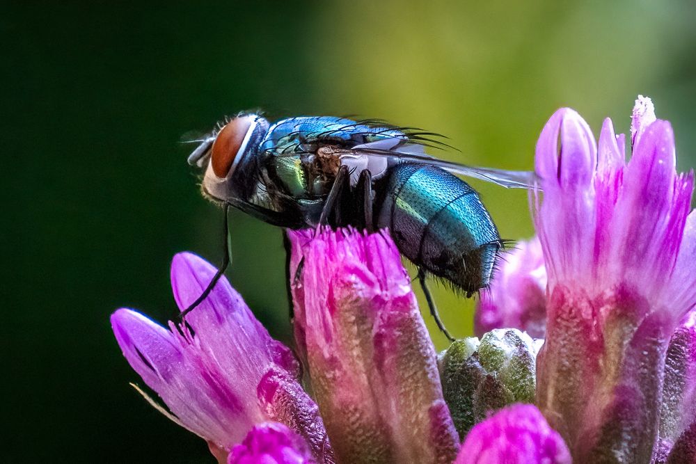 Iridescent green fly with sharply segmented abdomen and vivid red eyes. Perched in profile on the tips of closed magenta blooms
©️DTL 2025