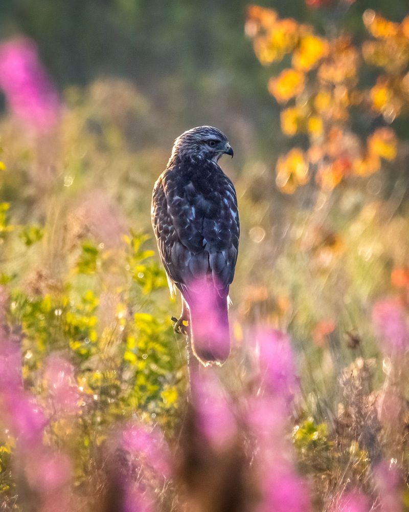 A calm moment: a brown and white juvenile hawk perched on a dead twig above green vegetation and purple flowers
©️DTL 2025