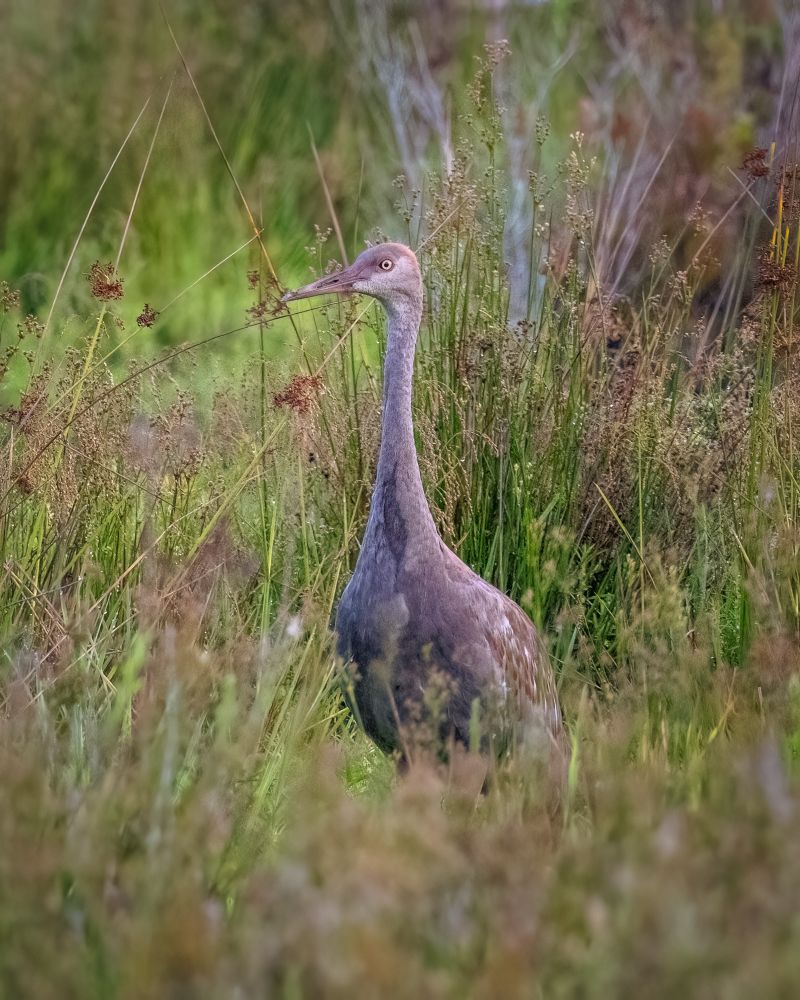 Tall grey bird with long neck and legs. No adult red cap or plumage. Standing in tall grass
©️DTL 2025