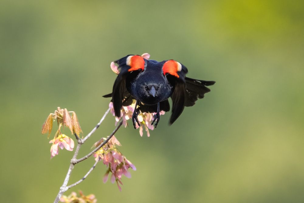 A male red-winded blackbird launches into flight from a maple sapling right at the camera. Epaulettes flared, green background 
©️DTL, 2025