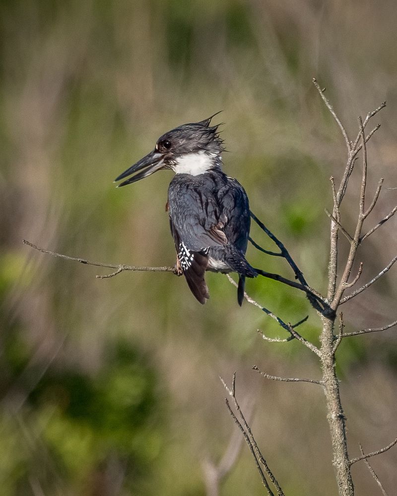 Slate grey bird with white neck back and long beak. Wet from diving into water below, perched in a bare sapling
©️DTL, 2025