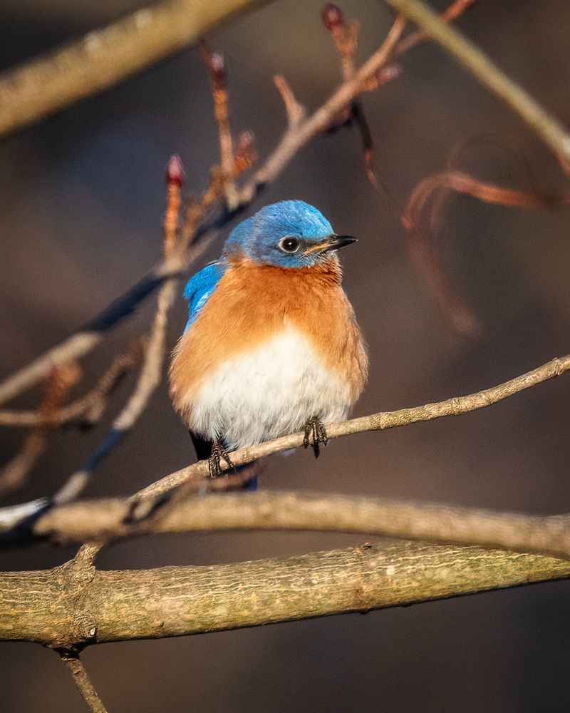Male eastern bluebird (blue, orange, and white) perched on a twig
©️DTL, 2025