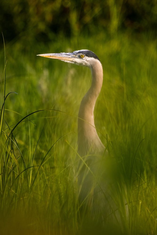 A great blue heron from the neck up, rising from a sea of green marsh grass
©️DTL, 2025