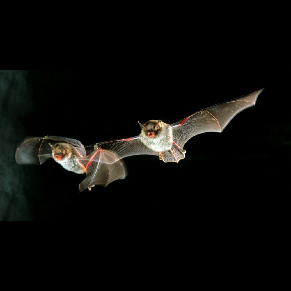 Bats Could Hold the Secret to Better, Longer Human Life