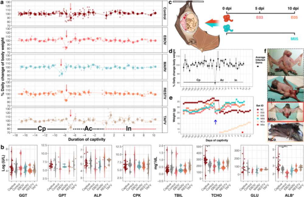 Selective replication and vertical transmission of Ebola virus in experimentally infected Angolan free-tailed bats - Nature Communications