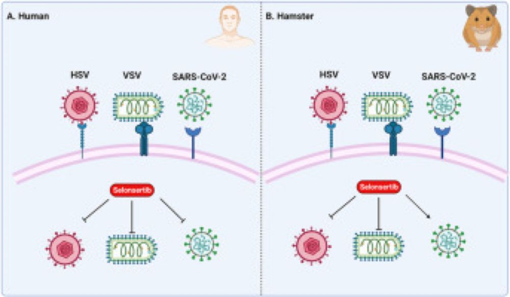 ASK1 inhibitors are potential pan-antiviral drugs, which dampen replication of diverse viruses inclu...