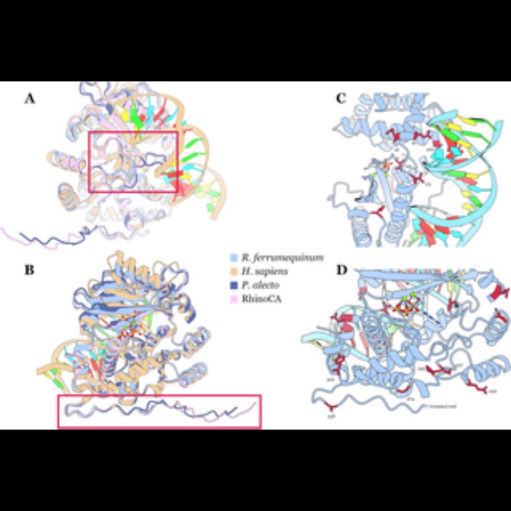 Resurrection of 2′-5′-oligoadenylate synthetase 1 (OAS1) from the ancestor of modern horseshoe b...