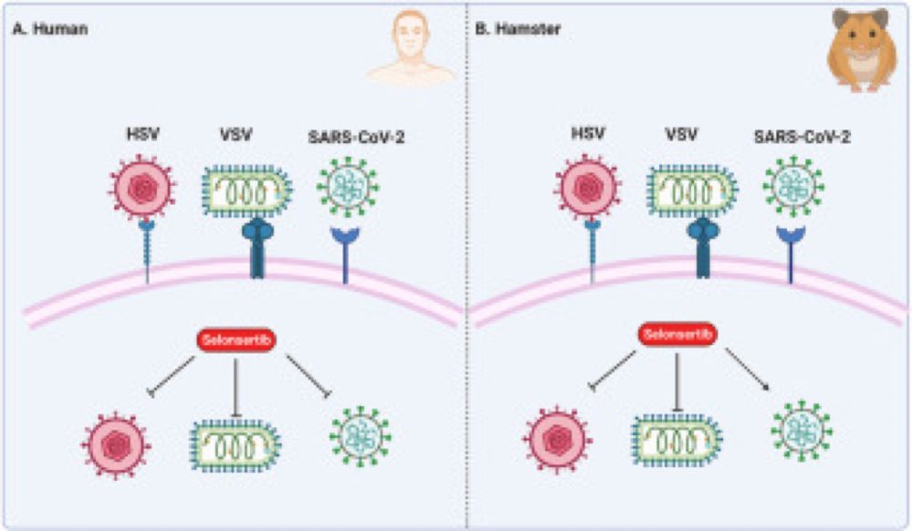 ASK1 inhibitors are potential pan-antiviral drugs, which dampen replication of diverse viruses inclu...