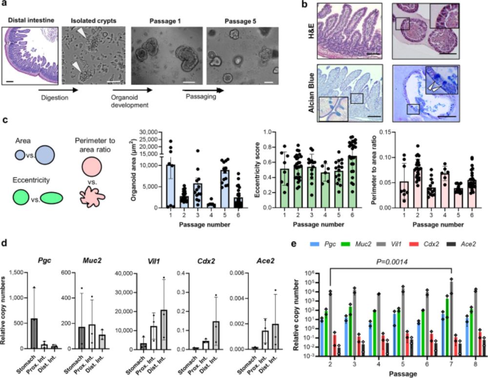 Antiviral responses in a Jamaican fruit bat intestinal organoid model of SARS-CoV-2 infection - Natu...