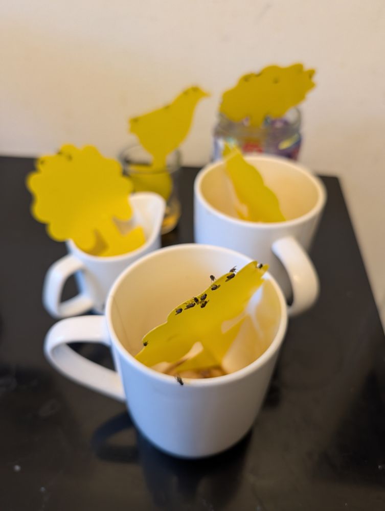 Three white coffee or tea mugs arranged on a black counter, each with a bright yellow fruit fly trap in the shape of whimsical animal silhouettes - a hedgehog, a bird, and what appears to be a lion or similar creature. The yellow sticky traps are positioned on the rims of the mugs, with one clearly showing small fruit flies caught on its surface. Two glass jars are visible in the background, also carrying the traps.