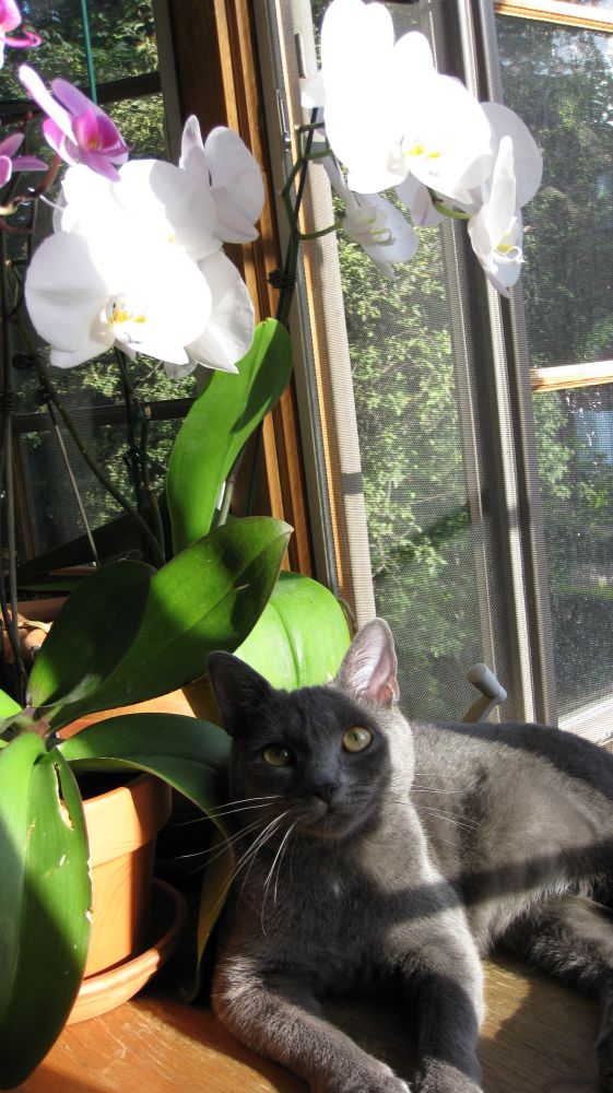 A grey car sits on a window sill near orchids. She looks up and is partly in shade, partly in bright light. This was her favorite spot. 