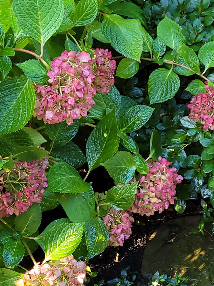 Another spot of 6 pink hydrangea blooms, with a bit of an azalea at the right of the photo. The stone step in the ground is visible at lower right. 