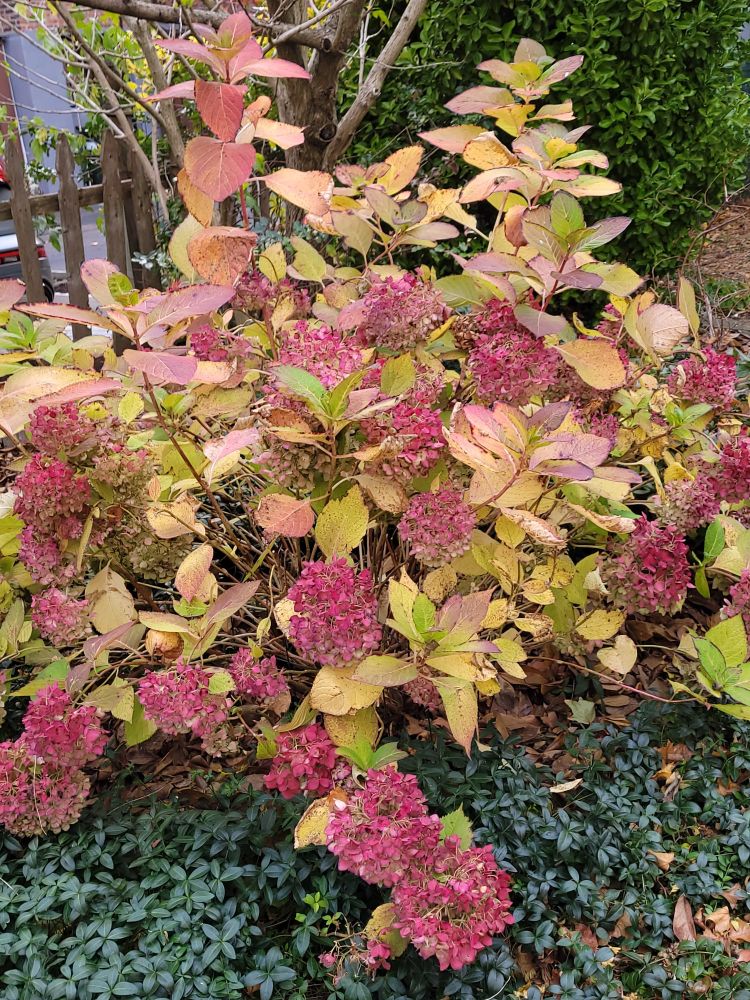 The hydrangea has gotten more and more pink through the fall. 