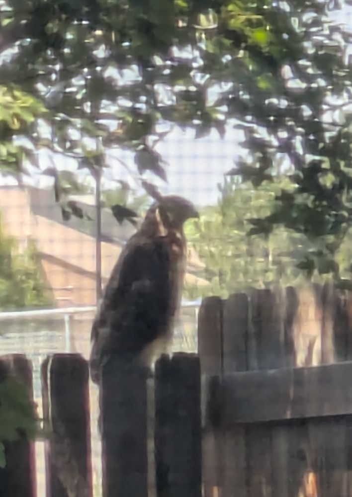 Blurry profile of a large hawk on a wooden fence. It has a black-tipped beak and is light reddish brown with dark brown wings. 