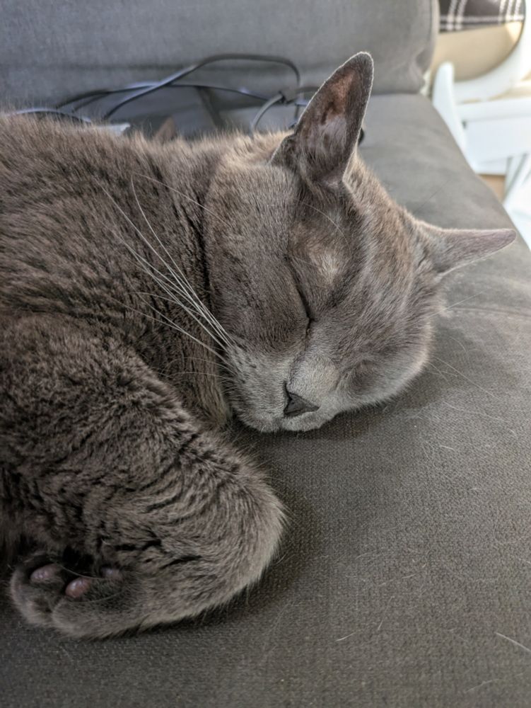 A sleeping gray cat on a gray couch