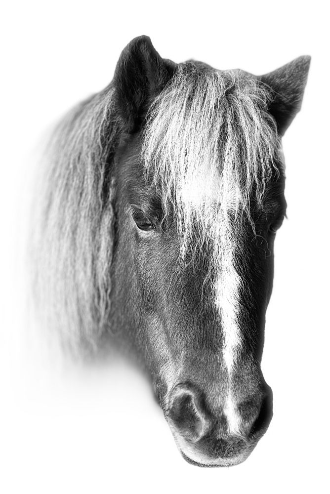 A black and white portrait of a dark pony with light mane and forelock with a white stripe and a snip on her face.