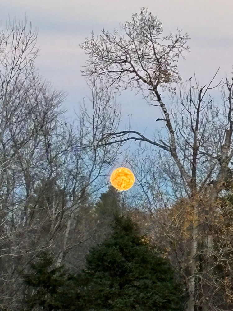 Full moon rising over evergreen trees and leafless trees. 