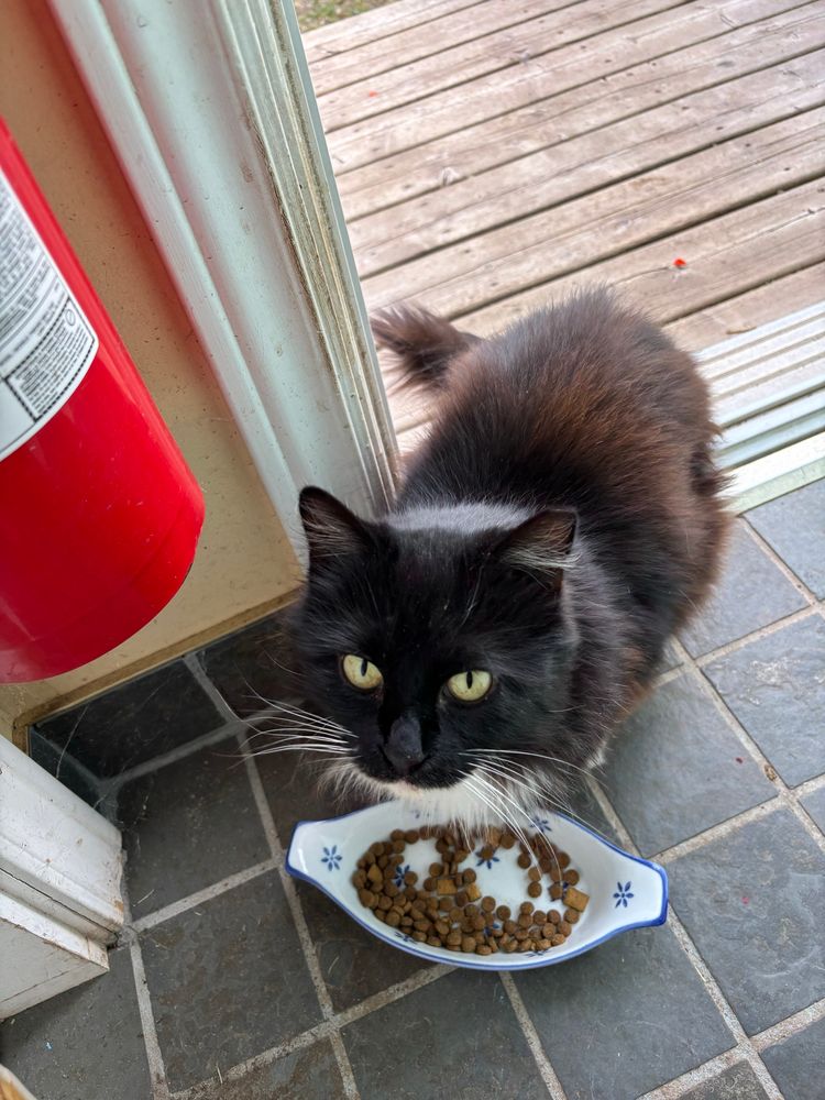 Black and white long haired cat looks into the camera. A bowl of cat food is placed on the floor just inside the door on a tile floor.